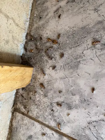 Insectos eliminados después del tratamiento