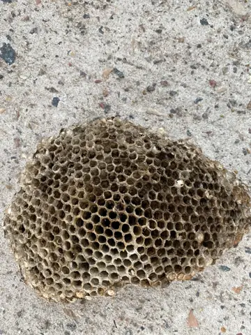Panal de avispas retirado
