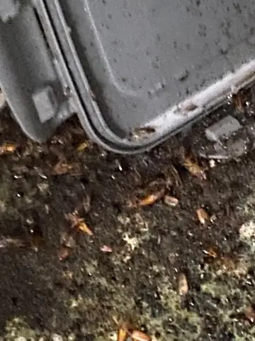 Cámara con cucarachas